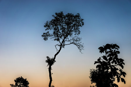 Trees silhouetteの写真素材