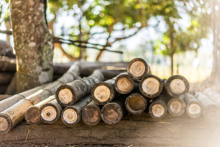 A pile of firewood.の写真素材