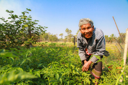 Ubon Ratchathani, Thailand - February 8, 2015: Elderly woman gathering vegetables in her vegetable garden.のeditorial素材