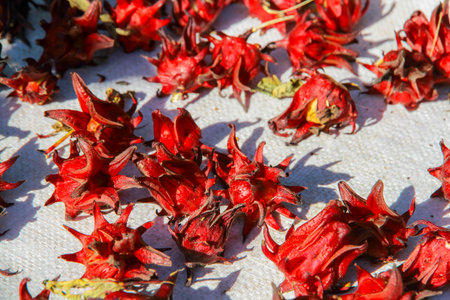 Hibiscus sabdariffa / Roselle / Healthy Food Alternative Medicine Drinksの写真素材