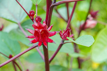 Hibiscus sabdariffa / Roselle / Healthy Food Alternative Medicine Drinksの写真素材