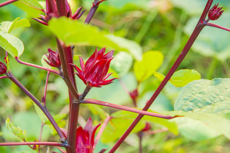 Hibiscus sabdariffa / Roselle / Healthy Food Alternative Medicine Drinksの写真素材
