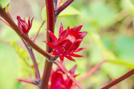 Hibiscus sabdariffa / Roselle / Healthy Food Alternative Medicine Drinksの写真素材