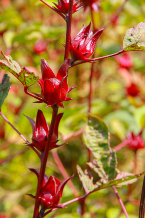 Hibiscus sabdariffa / Roselle / Healthy Food Alternative Medicine Drinksの写真素材