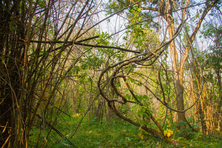 Dense mixed forest, view in summerの写真素材
