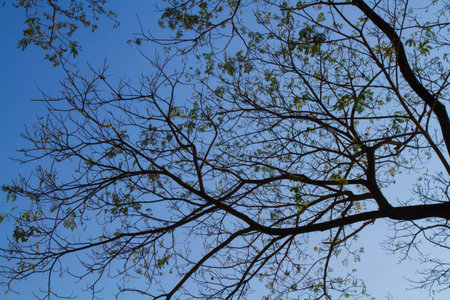 green  leaves and branch on blue skyの写真素材