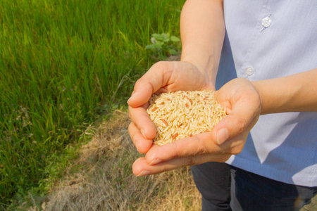 Rice on hand, brown riceの写真素材