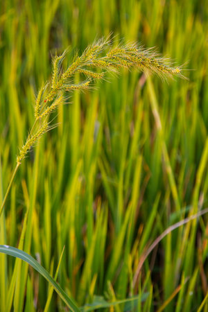 tropical wild cereal meadow under warm sunlightの写真素材
