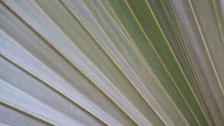 Bismarck palm leaves with light evening.の写真素材