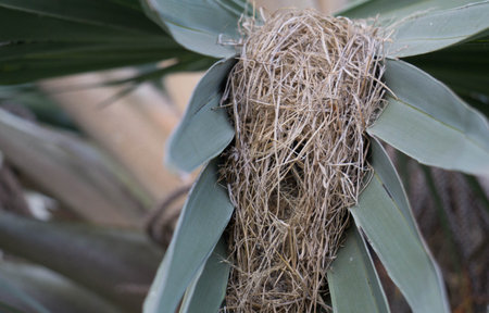Bismarck palm leaves with light evening.の写真素材