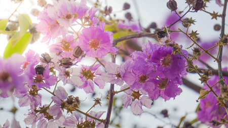 Purple flowers in the sunlight.の写真素材