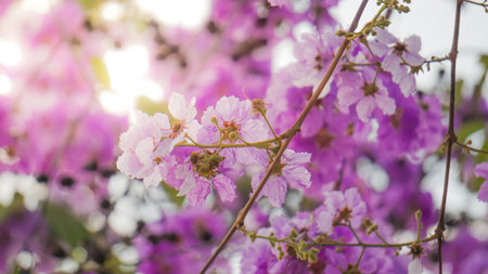 Purple flowers in the sunlight.の写真素材