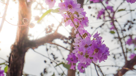Purple flowers in the sunlight.の写真素材