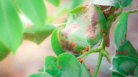 Red ants are building their nest.の写真素材