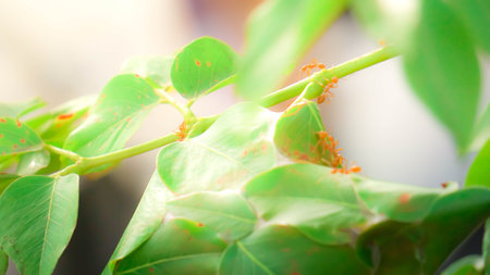 Red ants are building their nest.の写真素材