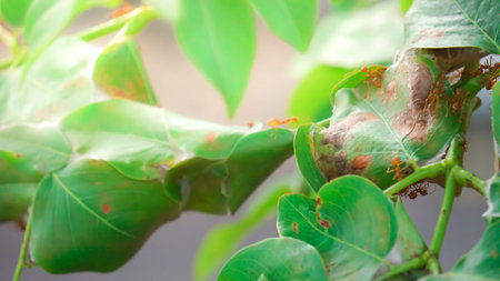 Red ants are building their nest.の写真素材