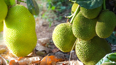 A many jackfruits on its tree.の写真素材