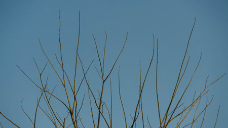 Tree branches in the sky.の写真素材