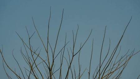 Tree branches in the sky.の写真素材