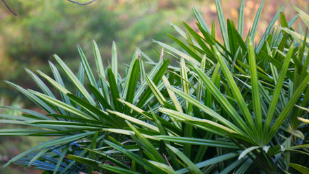 The sunlight falling Paurotis  palm leaves.の写真素材