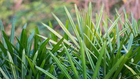 The sunlight falling Paurotis  palm leaves.の写真素材