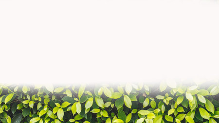 Green leaves background.の写真素材