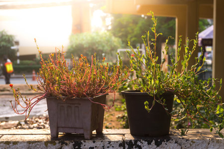 The beautiful tree  pot,The flowerpots is placed on the wall with the evening sun.の写真素材