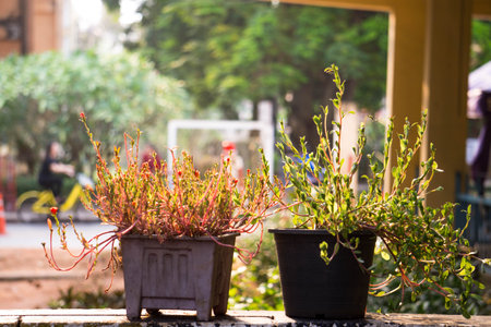 The beautiful tree  pot,The flowerpots is placed on the wall with the evening sun.の写真素材