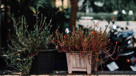 The beautiful tree  pot,The flowerpots is placed on the wall with the evening sun.の写真素材