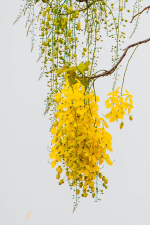 Golden shower tree or Cassia fistula is Nation flower of Thailand.の写真素材