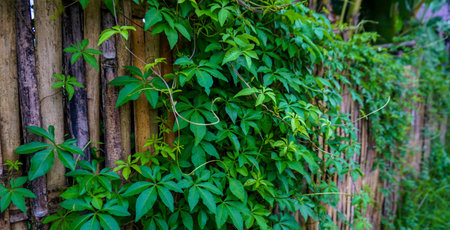 The green leaves on wood France.