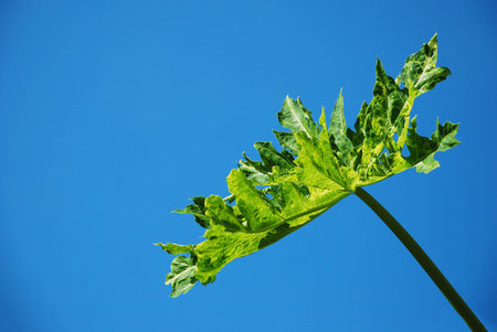 A serrated papaya leaf against a blue sky