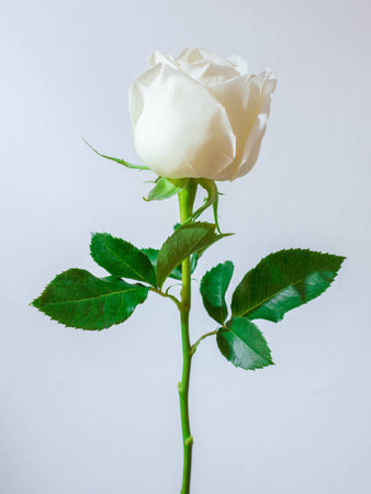 A single white Rose isolated on white background.jpgの写真素材