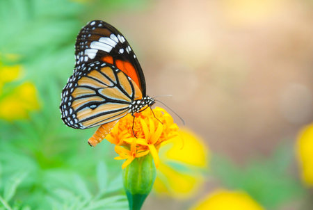 Beautiful butterfly on yellow flowerの写真素材