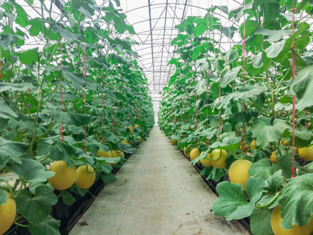 Cantaloupe melons growing in a greenhouse supported by string melon netsの写真素材