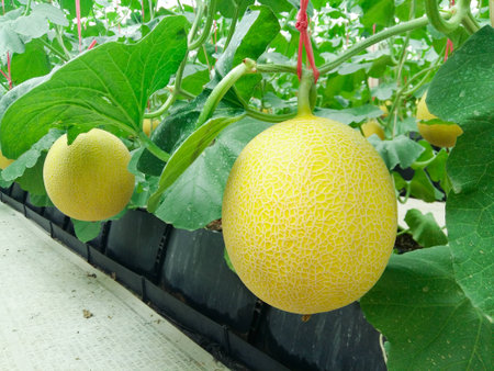 Cantaloupe melons growing in a greenhouse supported by string melon netsの写真素材