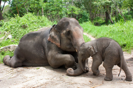 Thai elephant mom and baby sitdownの写真素材
