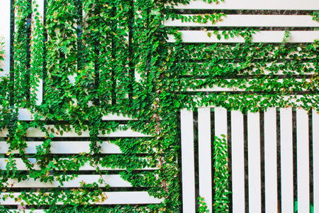 The Green Creeper Plant on a White Wall backgroundの写真素材