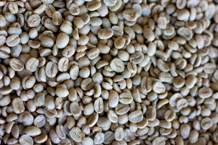 Drying of green beans arabica coffee for backgroundの写真素材