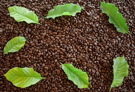 Arabica coffee  leaves on roasted coffee beans  for backgroundの写真素材