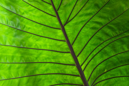 big leaf background