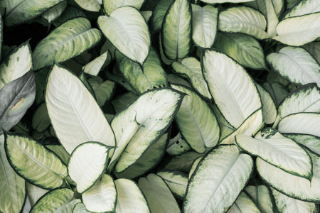 leaf backgroundの写真素材