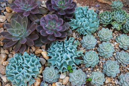 beautiful succulent plant in gardenの写真素材