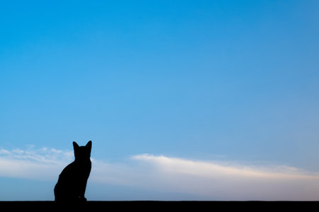 silhouette cat sitting with copy space for your textの写真素材
