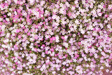 small pink flowers backgroundの写真素材
