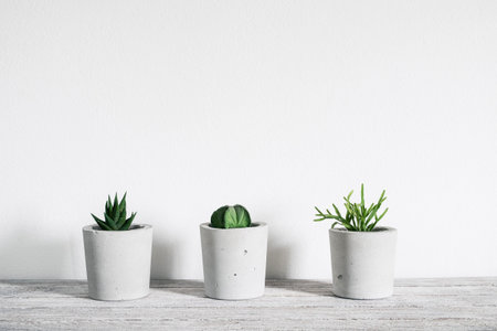 cactus potの写真素材