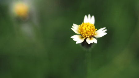 flowerの写真素材