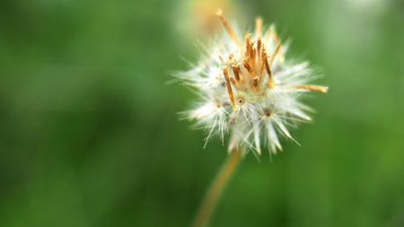 fluffy blossomの写真素材