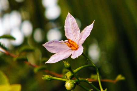 purple bloomの写真素材