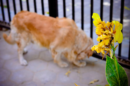 Pet Animalの写真素材